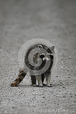 Raccoon wanders along a gravel country road Stock Photo