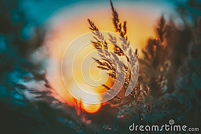 Summer Dry Autumn Grass In Sunset Sunrise Sunlight. Meadow Landscape In Fall Season. Toned Photo In Cold And Warm Colors Stock Photo