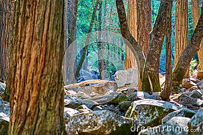 Enchanted forest view with boulders, tree trunks and forest in the background Stock Photo