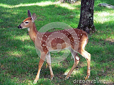 Summer Fawn Stock Photo