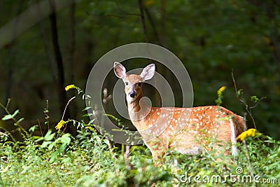 Summer Fawn 7 Stock Photo