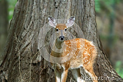 Summer Fawn 8 Stock Photo