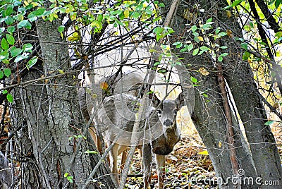Summer fawn peeking through the trees Stock Photo