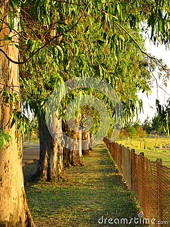 Summer Fence Line Stock Photo