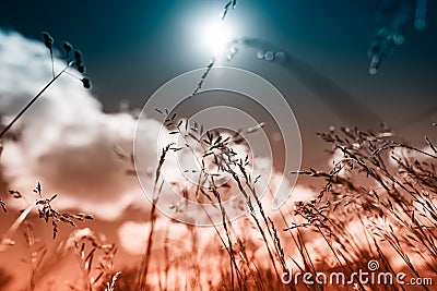 Summer field grass with a strong blurred background Stock Photo