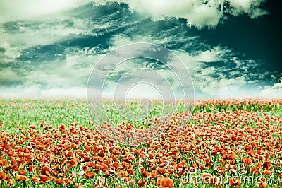 Summer field of poppies with beautiful cloudy sky Stock Photo