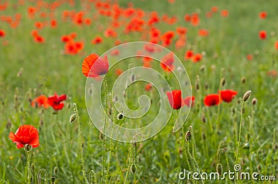 Summer field of poppies. Wild red flowers Stock Photo