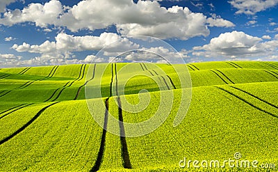 Summer fields, ripening grain crop fields Stock Photo