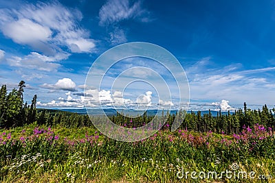 Summer Fireweed Flowers Near Fairbanks, Alaska Stock Photo