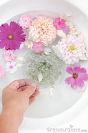 Summer floral still life. Closeup of woman hand. Pink phlox, roses, dahlia and cosmos flowers floating in white bowl of Stock Photo