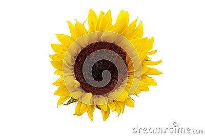 Summer flower and beauty in nature concept theme with sunflower head isolated on white background with clip path cutout Stock Photo