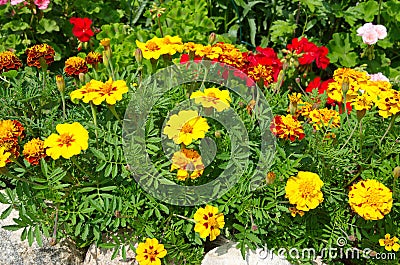 Summer flower bed with blooming marigolds Stock Photo