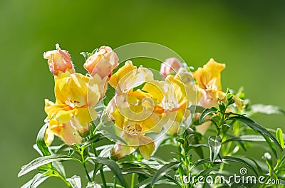 Summer flower on green background. Snapdragon flowers, Antirrhinum Stock Photo