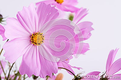 Summer flower pattern. Delicate cosmos pink flowers on white Stock Photo