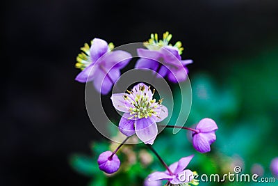 Summer flowering macro of Thalictrum delavayi. Small lilac flower blooms in nature close-up on a blurry backdrop. Stock Photo
