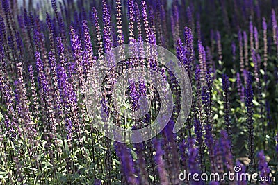 Summer Flowering Wood sage `May Night` Salvia x sylvestris `Mainacht` Growing in a Herbaceous Border in a Country Cottage Ga Stock Photo