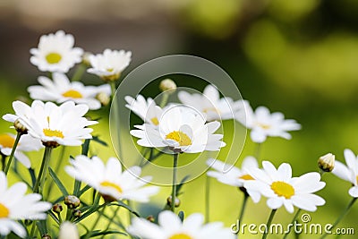 Summer Flowers Stock Photo