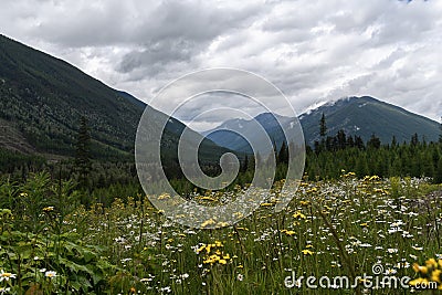 Mountain flowers in Canadian wilderness Stock Photo