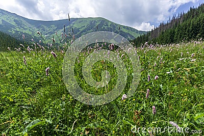Summer flowers on the background of mountains. Kondratowa Valley. Tatra Mountains. Poland Stock Photo