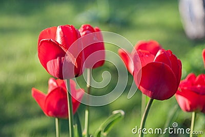 Summer flowers background Stock Photo