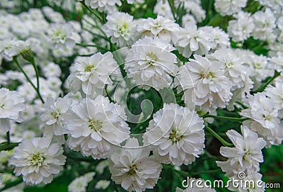 Summer flowers.Beautiful different white flowers in the garden Stock Photo