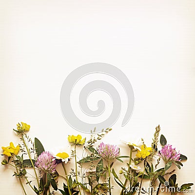 Summer flowers edge Stock Photo