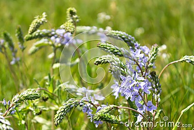 Summer flowers in the field Stock Photo