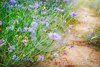 Summer flowers on green meadow on bright sunny day near footpath. Stock Photo