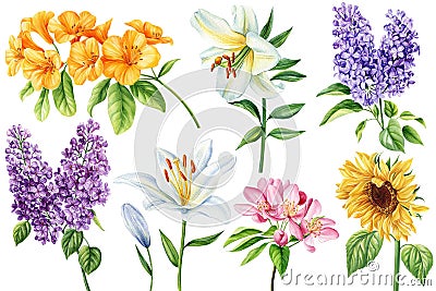 Summer flowers isolated on white background. Botanical watercolor illustrations. Set lilac, lily, sunflower and sakura Cartoon Illustration