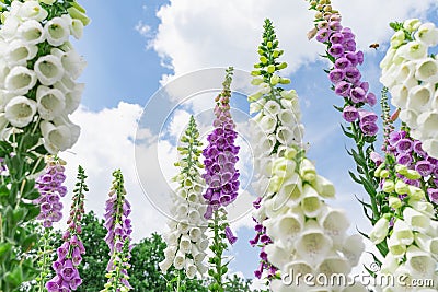 Summer flowers with large buds in the garden Stock Photo