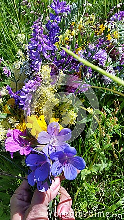 Summer flowers Stock Photo