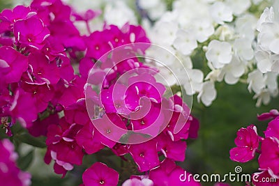 Purple and white Phlox blossom. Summer flowers Stock Photo