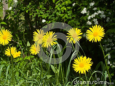 Summer flowers Stock Photo