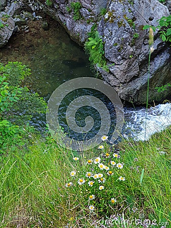 Summer flowers and water at Iadolina waterfall Stock Photo