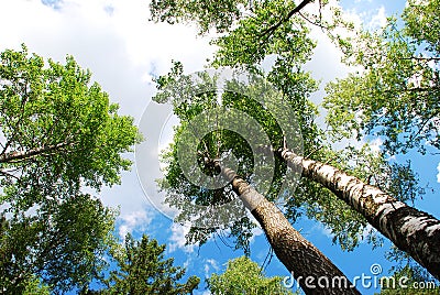Summer Forest Stock Photo
