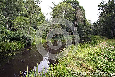 Summer forest landscape with the river Stock Photo