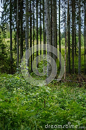 summer forest lush with green folaige vegetation, tree branches and leaves Stock Photo