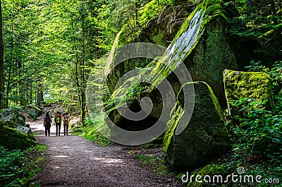 Summer forest Schwarzwald in Triberg, Germany Stock Photo