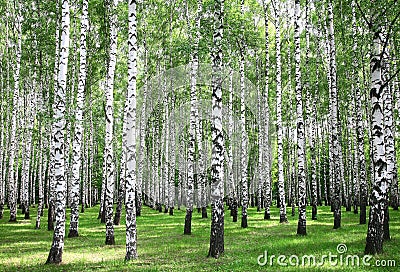 Summer forest in sunny weather Stock Photo