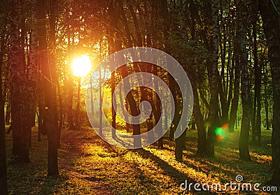 Forest sunset summer scenic natural background Stock Photo