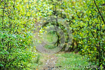 Summer forest tunel Stock Photo