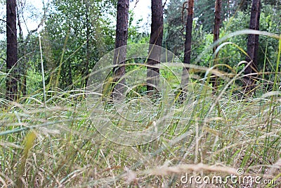 Summer forest view through the stalks of grass Stock Photo