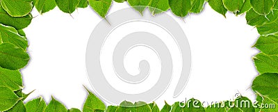 Summer Frame of Green Leaves Stock Photo