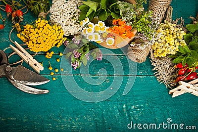 Summer fresh medicinal herbs on the wooden background. Stock Photo