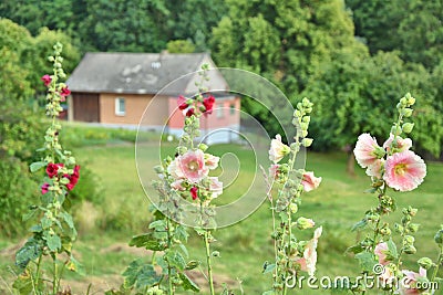 Summer garden hollyhock Alcea flowers in countryside Stock Photo