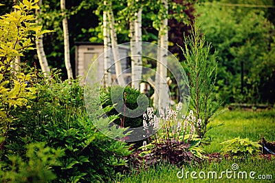 summer garden view with conifers, perennial and birch trees Stock Photo