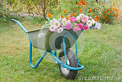 Summer garden with wheelbarrow, flowers and grass Stock Photo