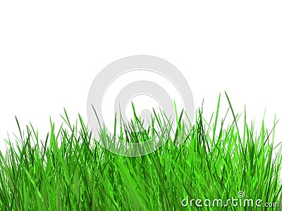 Summer grass Stock Photo