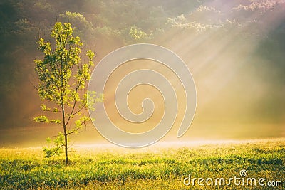 Summer grass field and tree in sunlight, golden nature background concept, sun rays, warm tones, lots of copy space Stock Photo