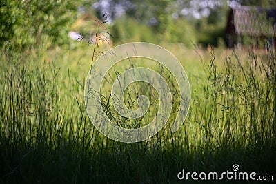 Summer grass on a sunny day on the background of a blurred country house. Stock Photo